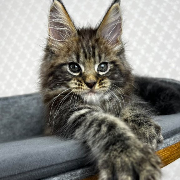 Maine Coon EZ Pathos