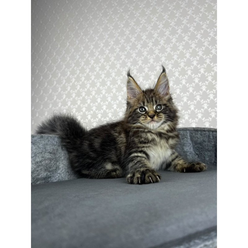 Maine Coon EZ Pathos
