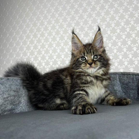 Maine Coon EZ Pathos