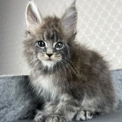 Maine Coon EZ Pop Star