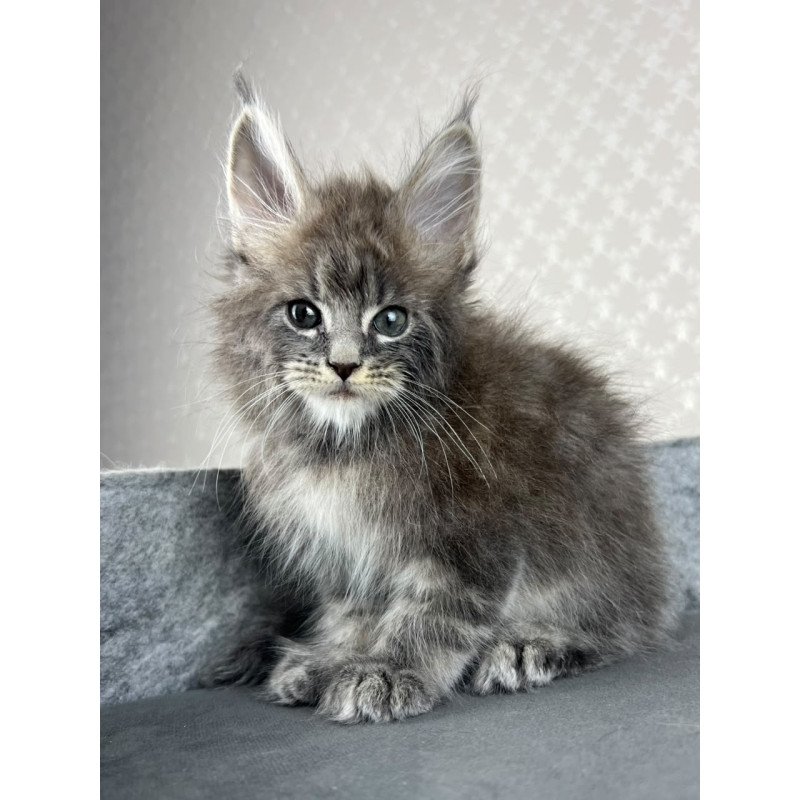 Maine Coon EZ Pop Star