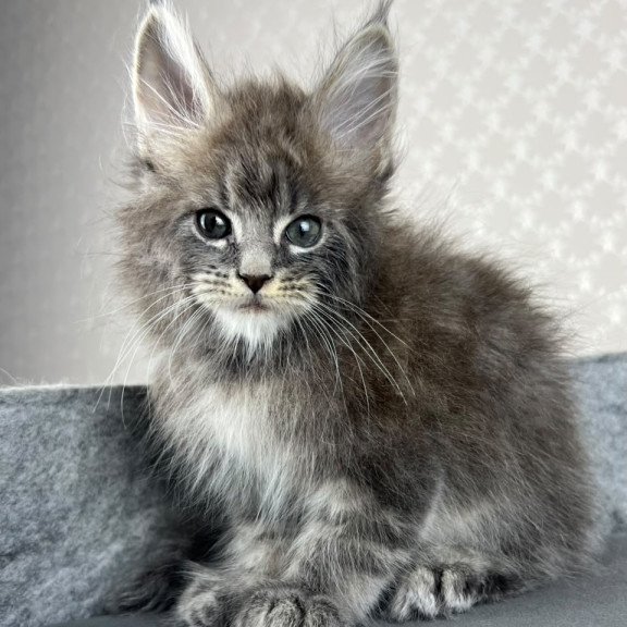 Maine Coon EZ Pop Star