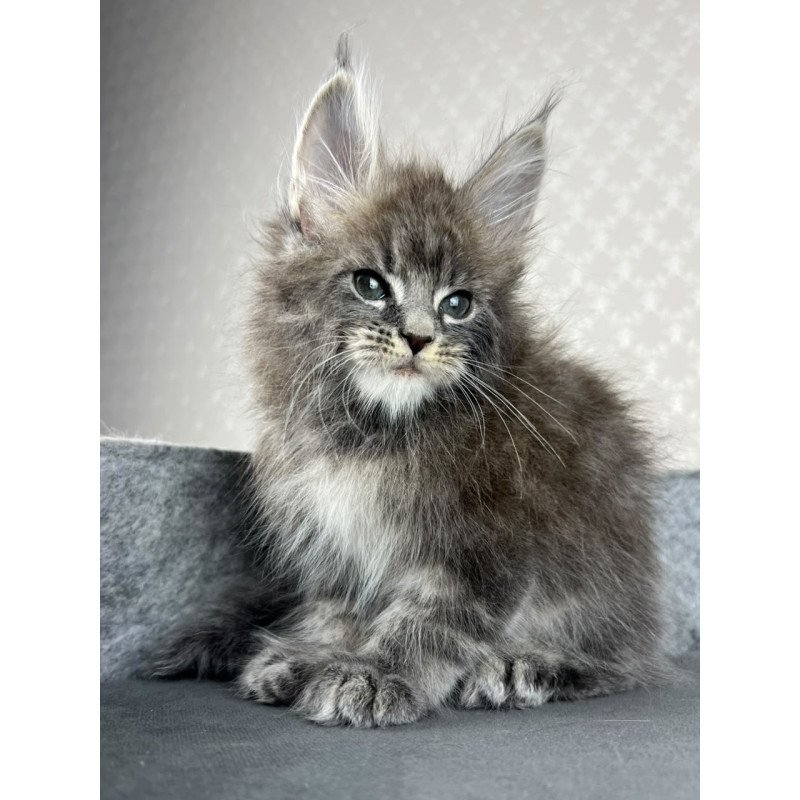 Maine Coon EZ Pop Star