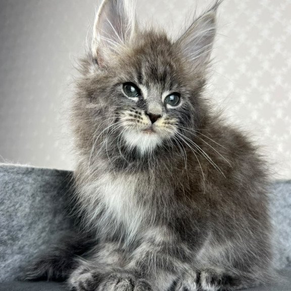 Maine Coon EZ Pop Star