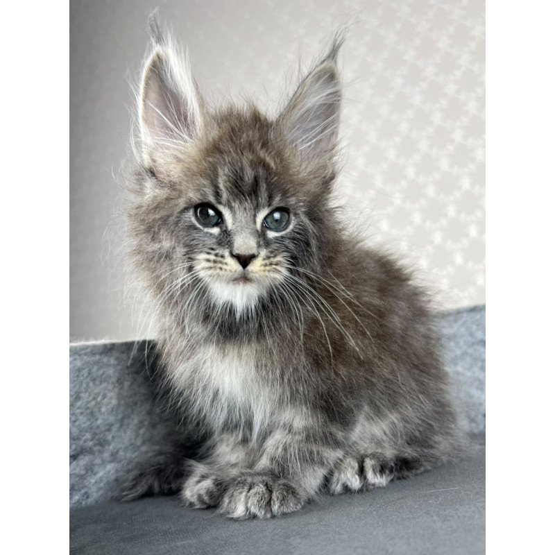 Maine Coon EZ Pop Star