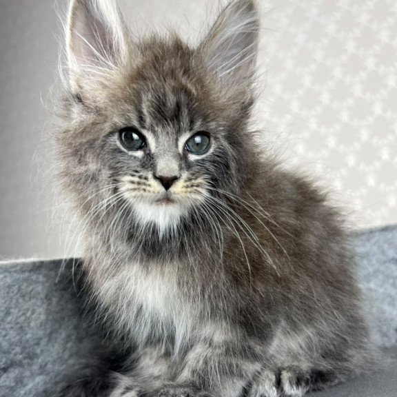 Maine Coon EZ Pop Star