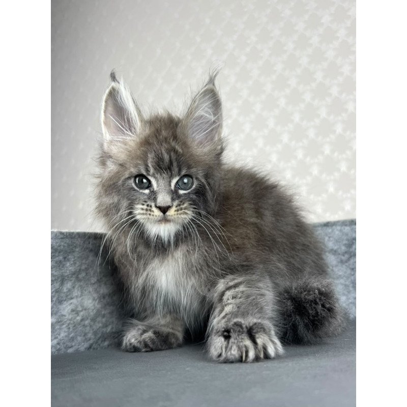 Maine Coon EZ Pop Star