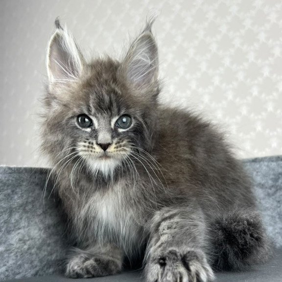 Maine Coon EZ Pop Star