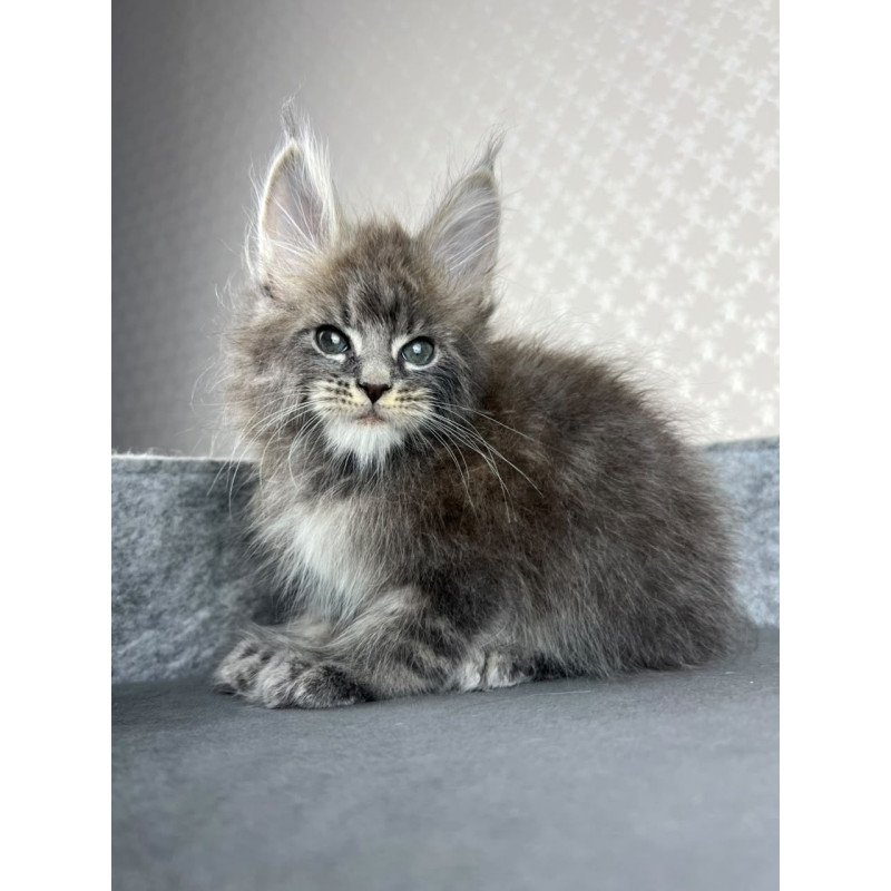 Maine Coon EZ Pop Star