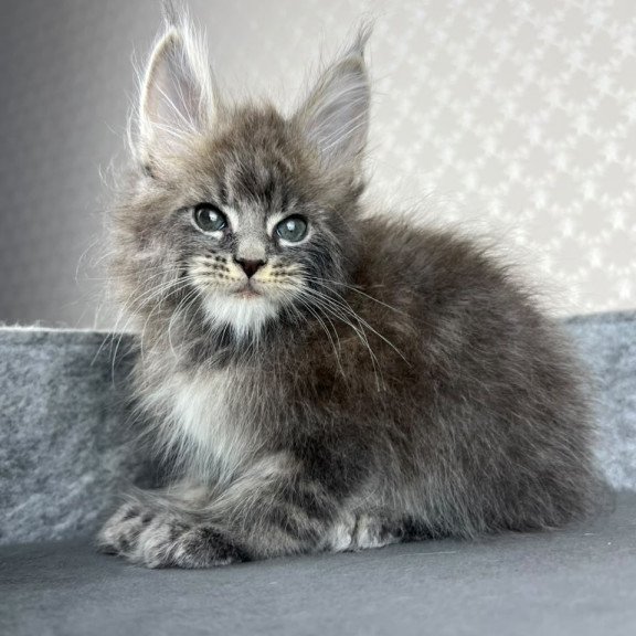 Maine Coon EZ Pop Star