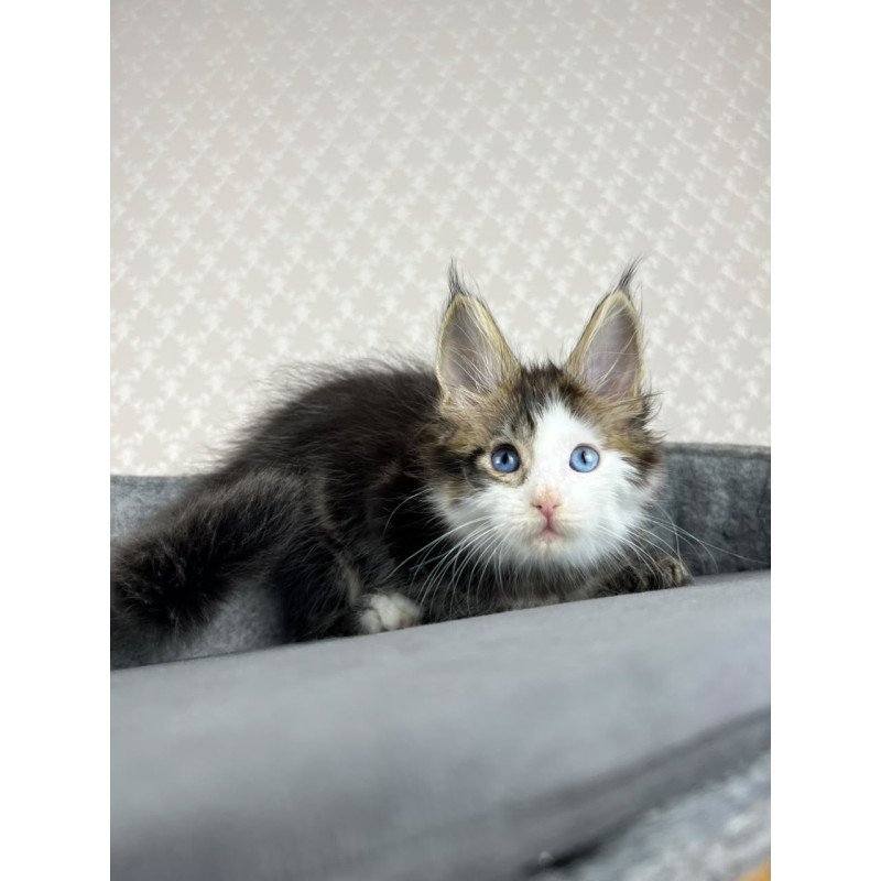Maine Coon EZ Penelope