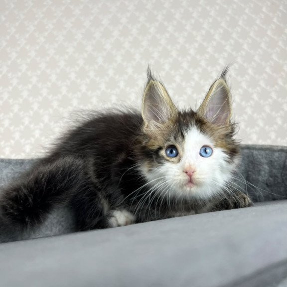 Maine Coon EZ Penelope