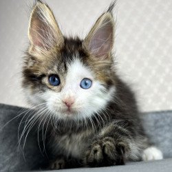 Maine Coon EZ Penelope