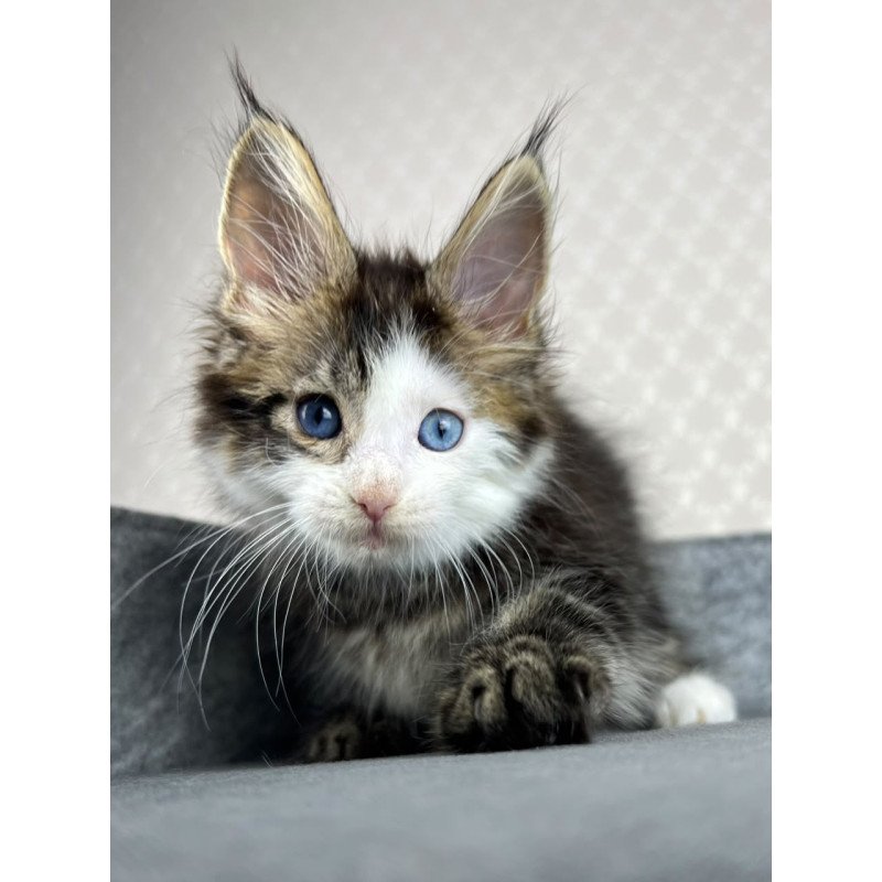 Maine Coon EZ Penelope