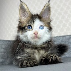 Maine Coon EZ Penelope