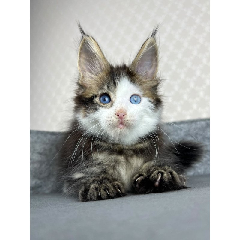 Maine Coon EZ Penelope