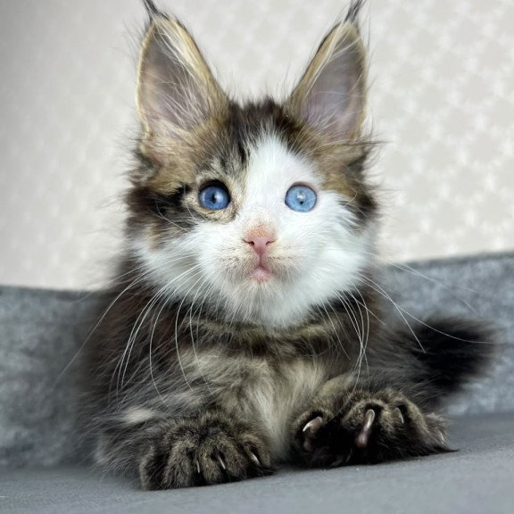 Maine Coon EZ Penelope
