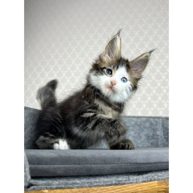 Maine Coon EZ Penelope