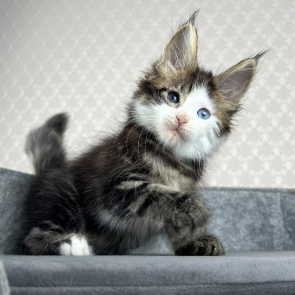 Maine Coon EZ Penelope