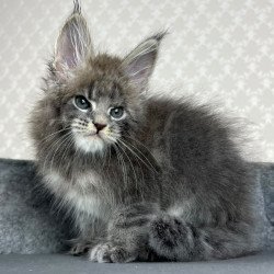 Maine Coon EZ Paradise