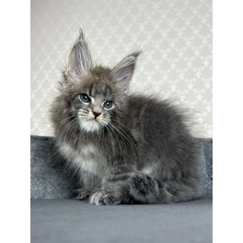 Maine Coon EZ Paradise