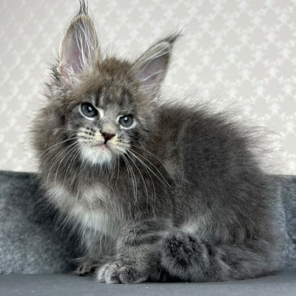Maine Coon EZ Paradise