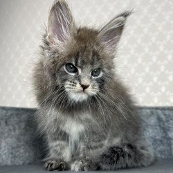 Maine Coon EZ Paradise