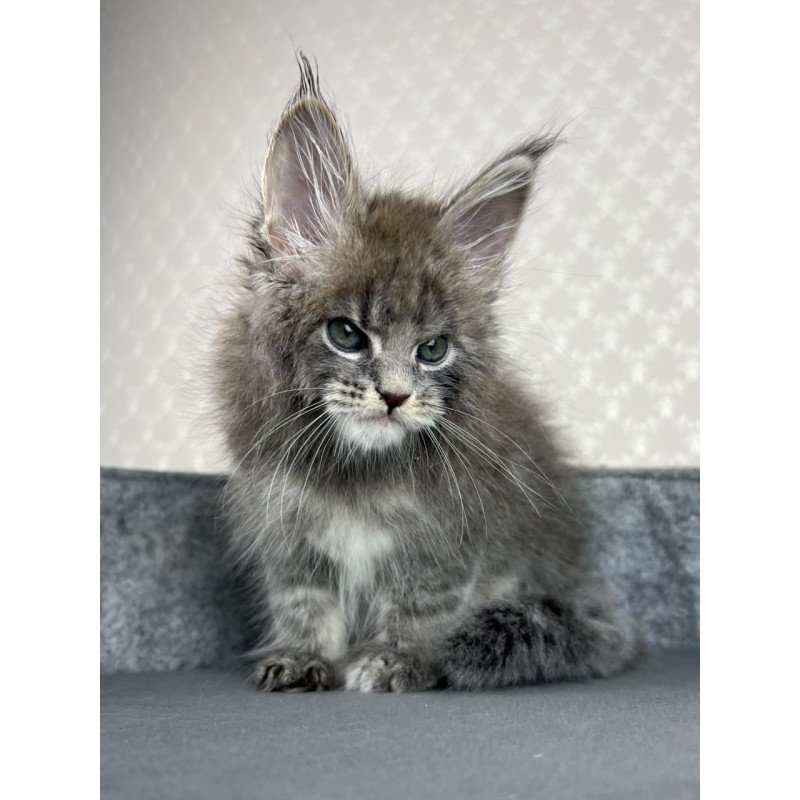 Maine Coon EZ Paradise
