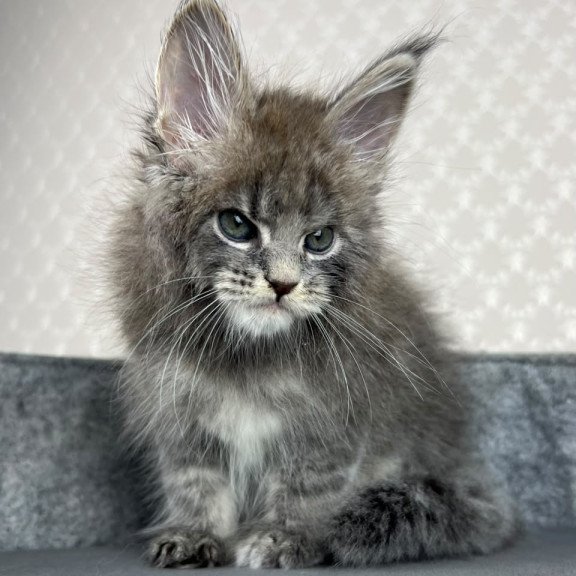 Maine Coon EZ Paradise