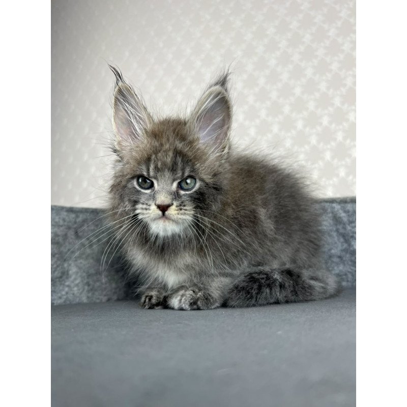 Maine Coon EZ Paradise