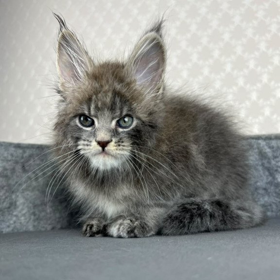 Maine Coon EZ Paradise