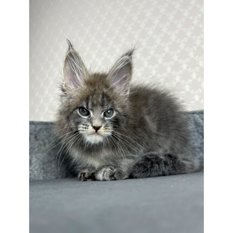 Maine Coon EZ Paradise