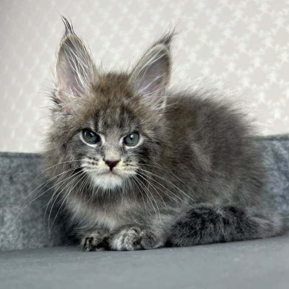 Maine Coon EZ Paradise
