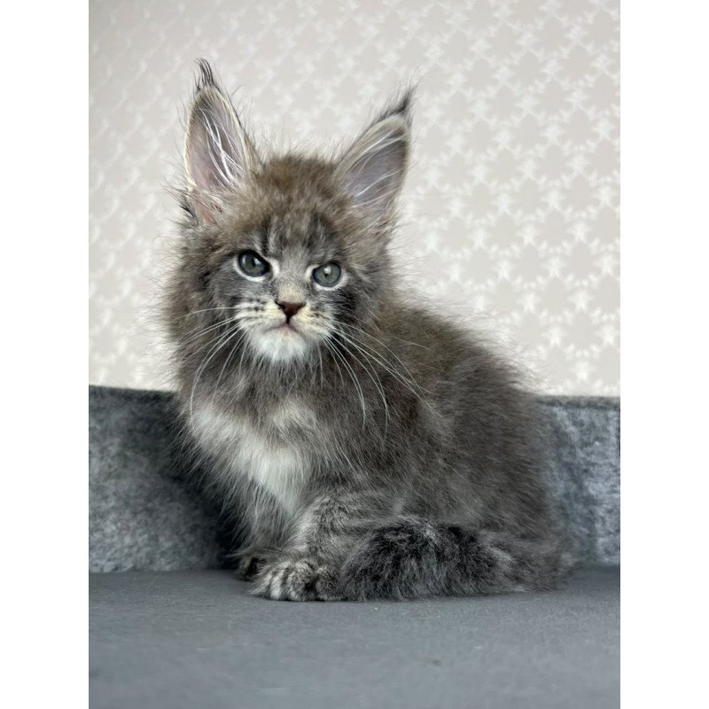 Maine Coon EZ Paradise