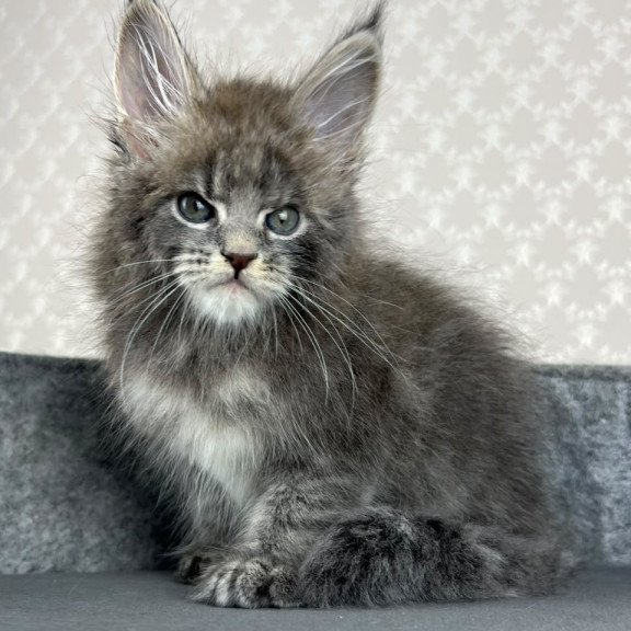 Maine Coon EZ Paradise