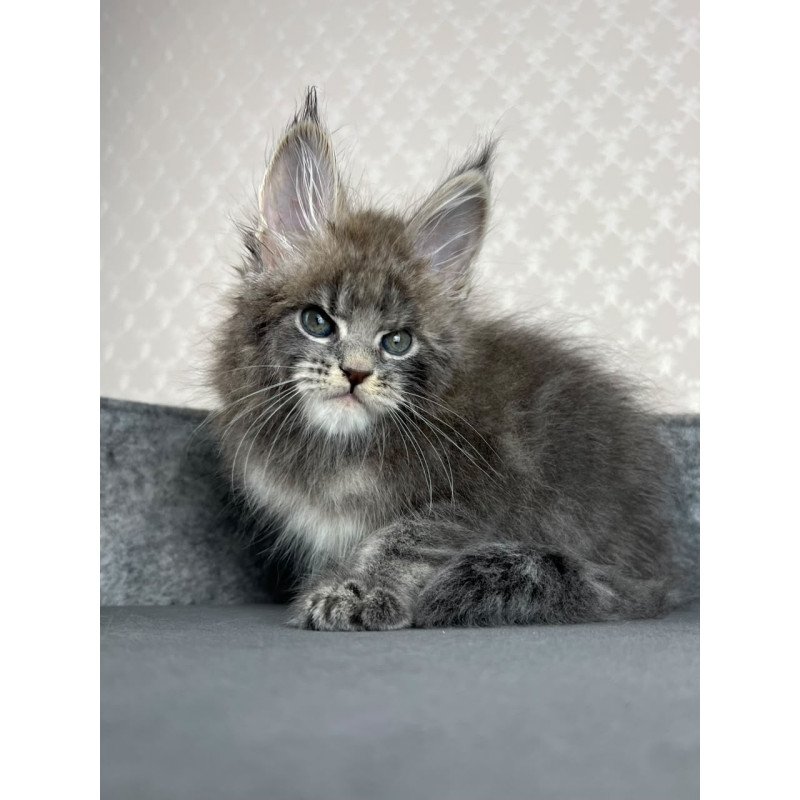 Maine Coon EZ Paradise