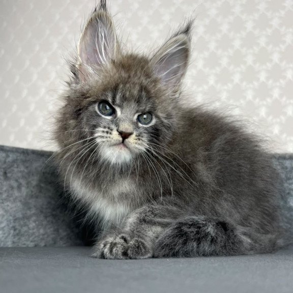 Maine Coon EZ Paradise