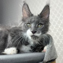 Maine Coon EZ Nautilus