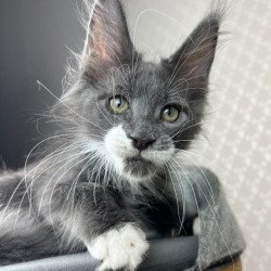 Maine Coon EZ Nautilus