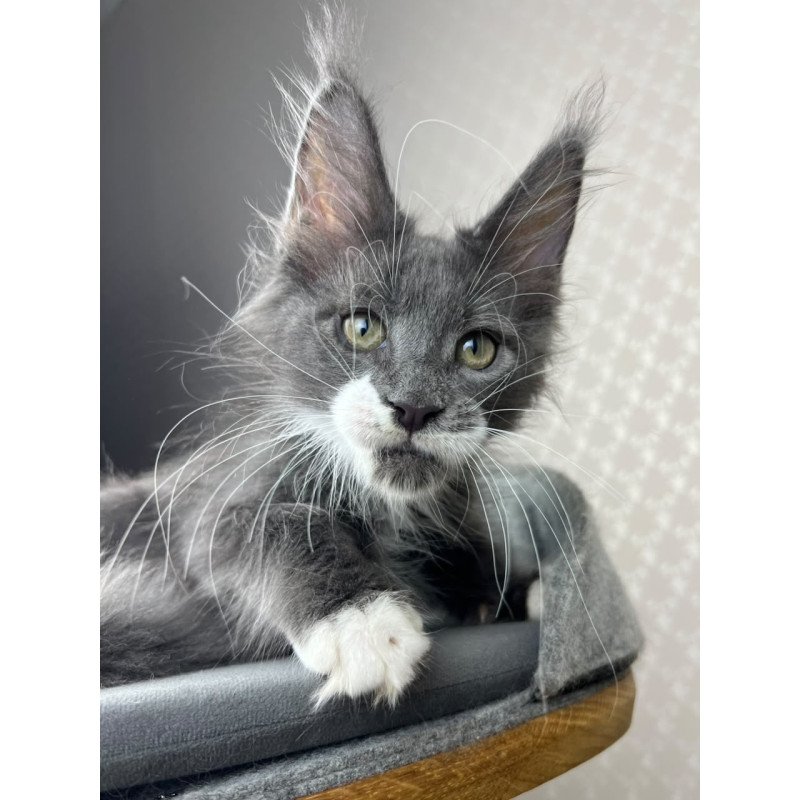 Maine Coon EZ Nautilus