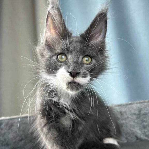 Maine Coon EZ Nautilus