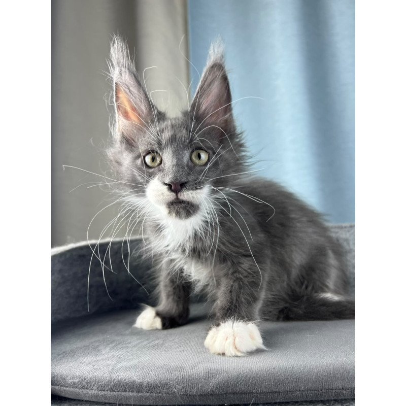 Maine Coon EZ Nautilus