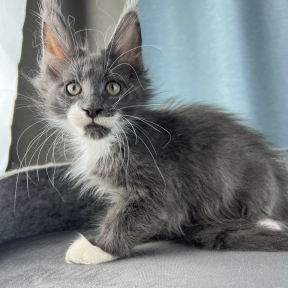 Maine Coon EZ Nautilus