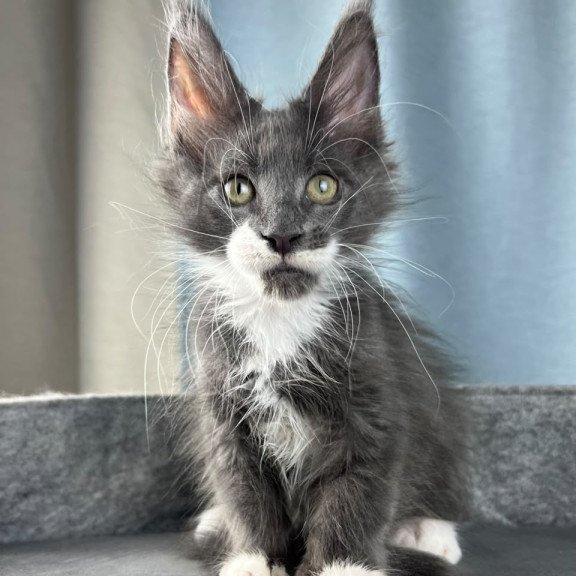 Maine Coon EZ Nautilus