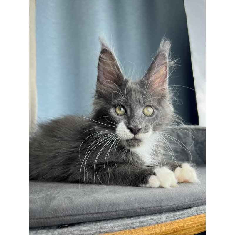 Maine Coon EZ Nautilus