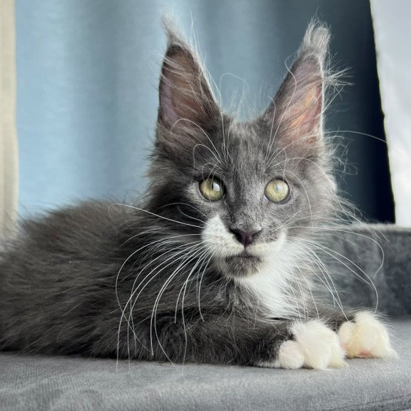 Maine Coon EZ Nautilus