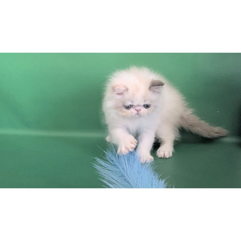 Persian EZ Nelli-Milk