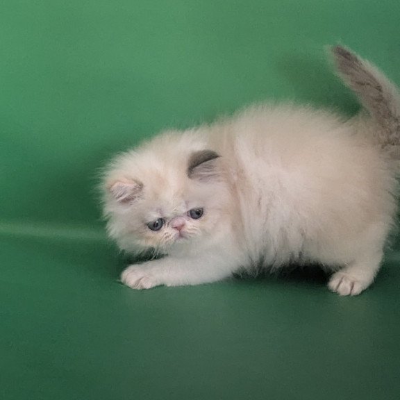Persian EZ Nelli-Milk
