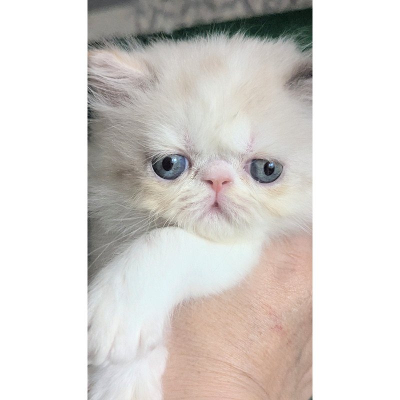 Persian EZ Nelli-Milk
