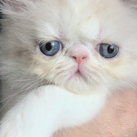 Persian EZ Nelli-Milk